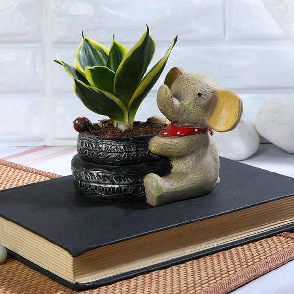 Baby Elephant Sansevieria Lotus plant