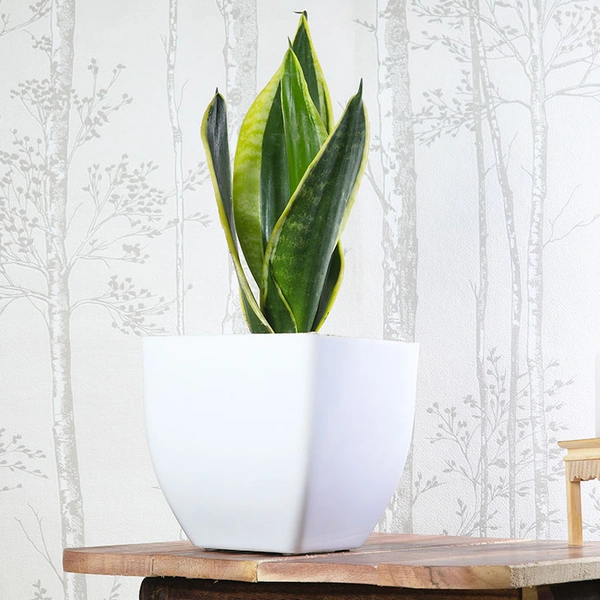 Sansevieria Lotus In White Pearl Pot