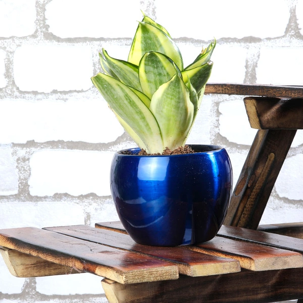 Golden Lotus Sansevieria Plant