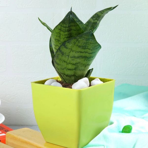 Snake Plant In Stunning Yellow Pot