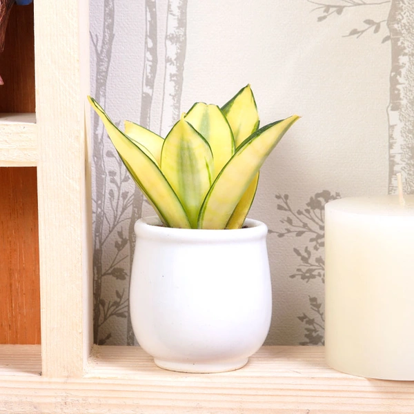 Alluring Golden Lotus Sansevieria