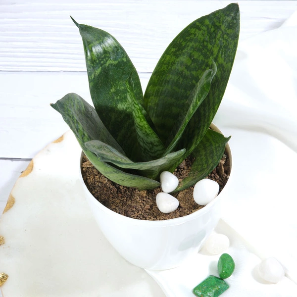 Snake Plant In White Plain Pot