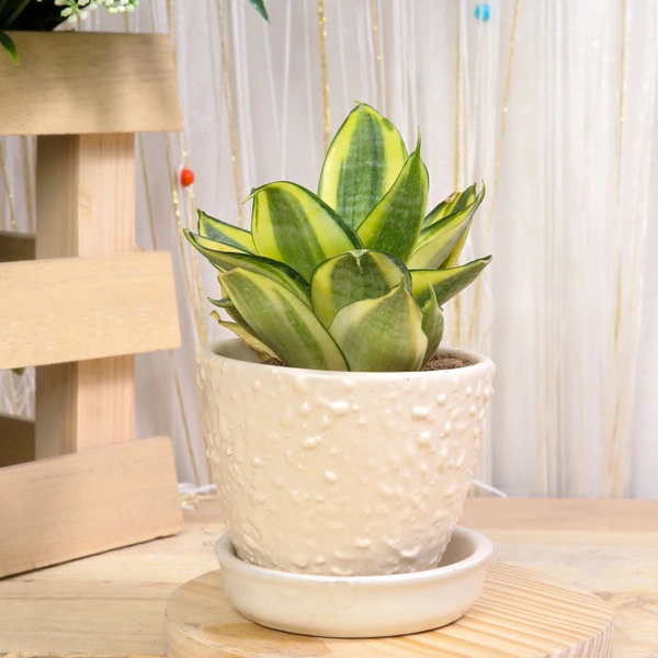 Sansevieria Plant in Ceramic Pot