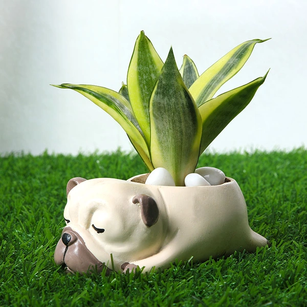 Golden Lotus Sansevieria Plant In Pug