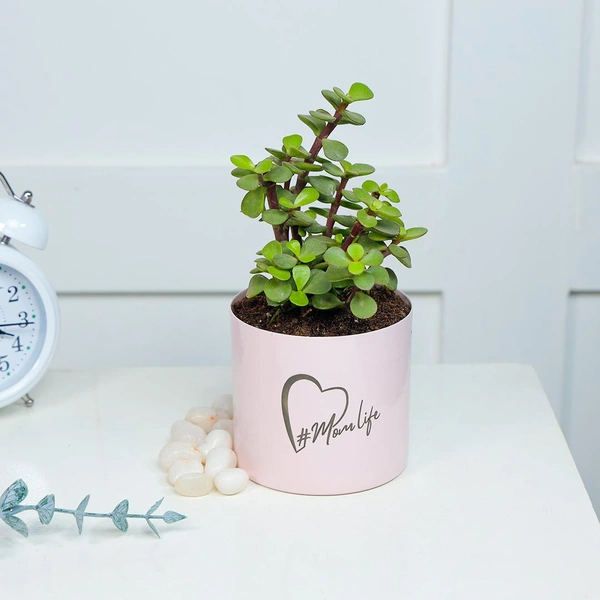 #Momlife Jade Plant In Cute Pink Pot