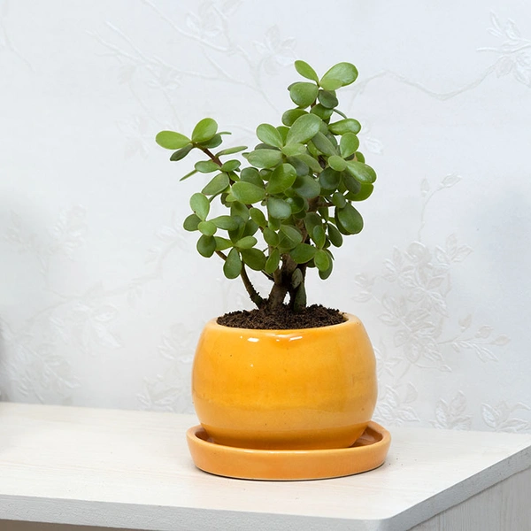 Jade In Ceramic Pot