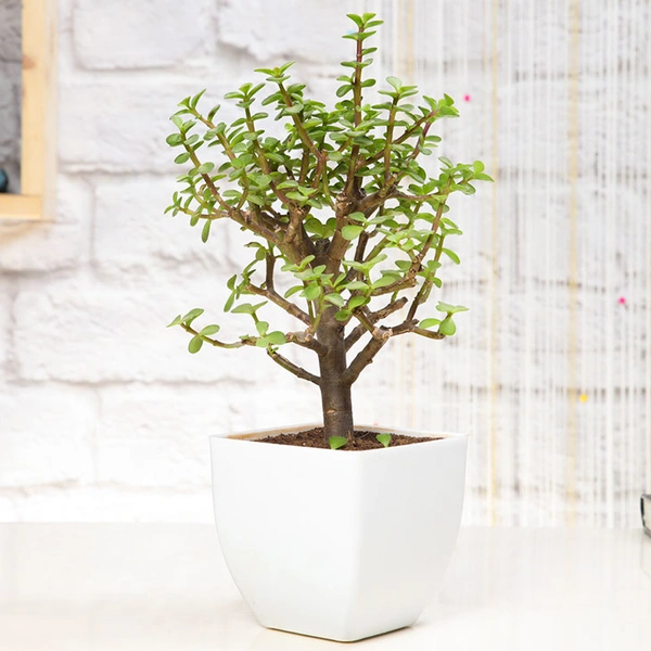 Excellent Jade Plant