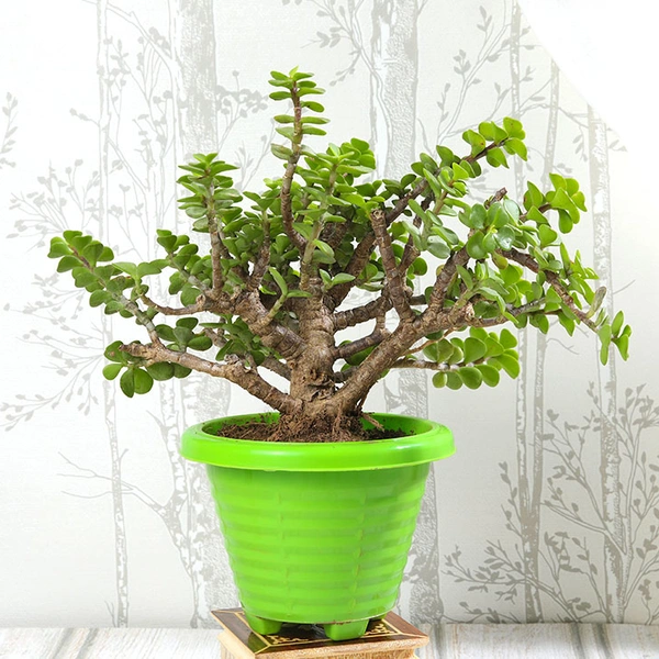 All Green Jade Plant