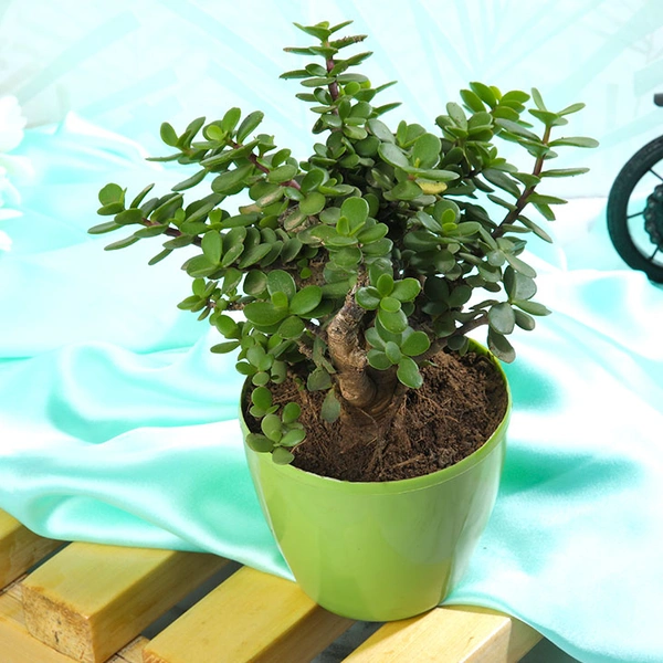 Green Jade Bonsai Plant