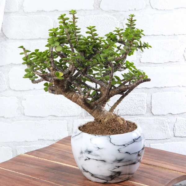 Jade Bonsai in Marble Pot