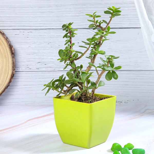 Jade Plant in Green Pot