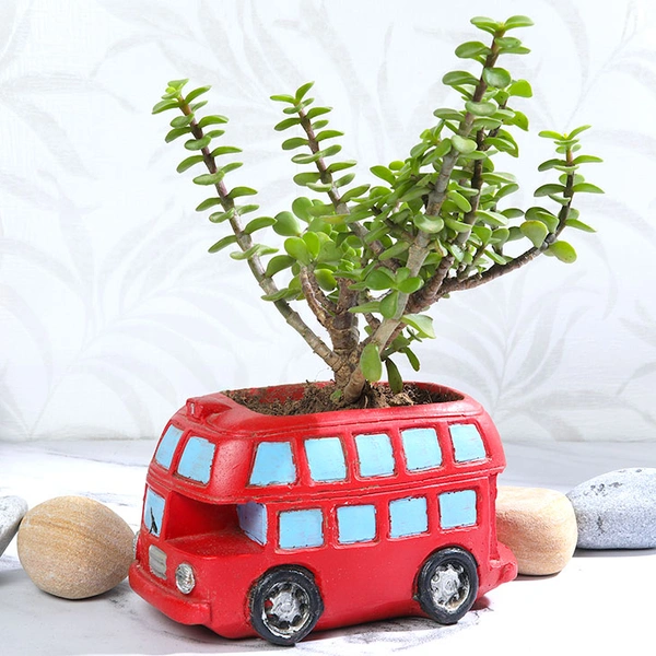 Jade Plant in Bus Pot