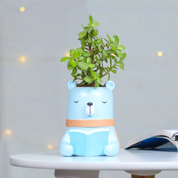 Jade Plant For Intelligent Friend