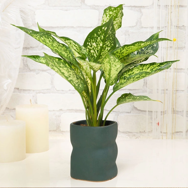 Lush Aglaonema Plant