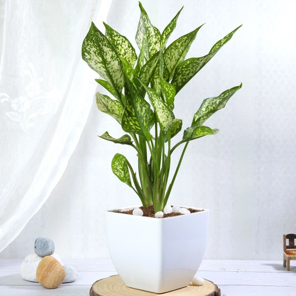 Snow White Aglaonema Plant