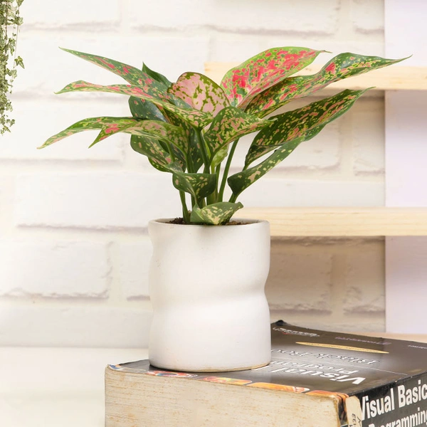 Stylish Pink Aglaonema Plant