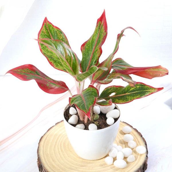 Aglonima Lipstick Plant