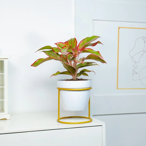 Love Red Aglaonema Plant