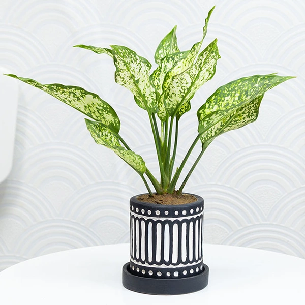 Snow White Aglonema For Indoors