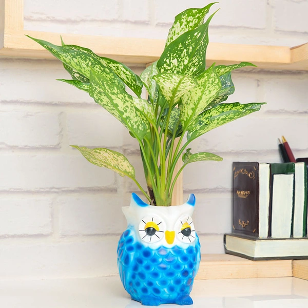 Adorable Aglaonema Plant In Owl