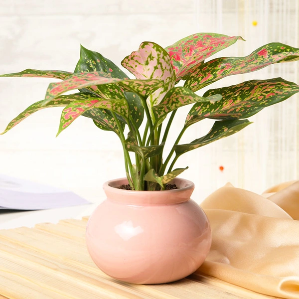 Exotic Aglaonema Plant Beauty