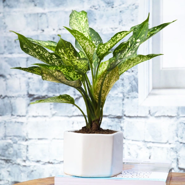 Lovely Aglaonema Plant