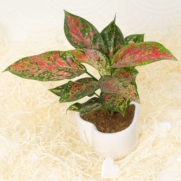 Stunner Pink Aglaonema Plant
