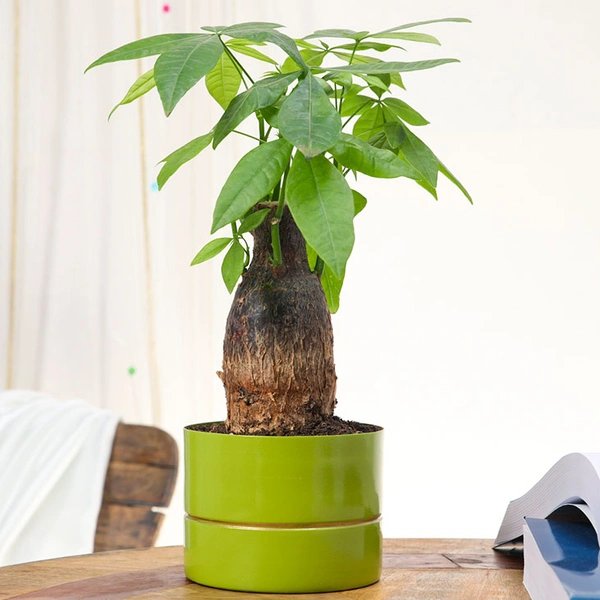 Stress Buster Pachira