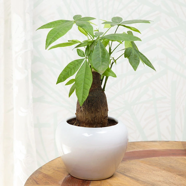 Pachira Bonsai Auspicious Plant