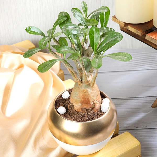Adenium Plant In Dual Color Metallic Pot
