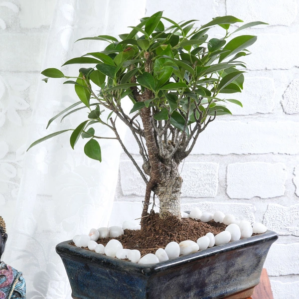 Ficus I Shape Bonsai in Black Pot