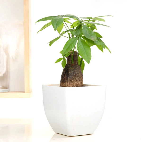 Admirable Pachira Plant