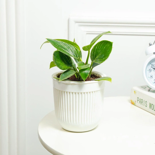 Elegant Birkin Plant in White Pot