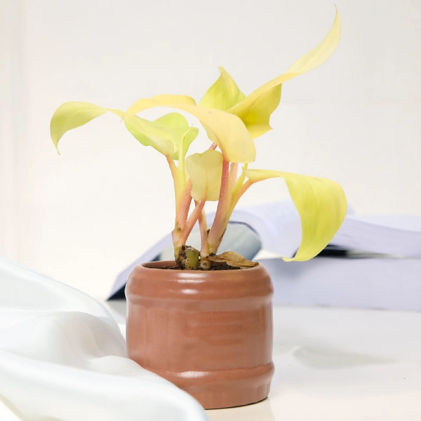 Gorgeous Golden Philodendron Plant