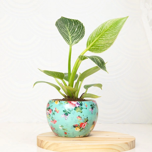 White Philodendron Houseplant