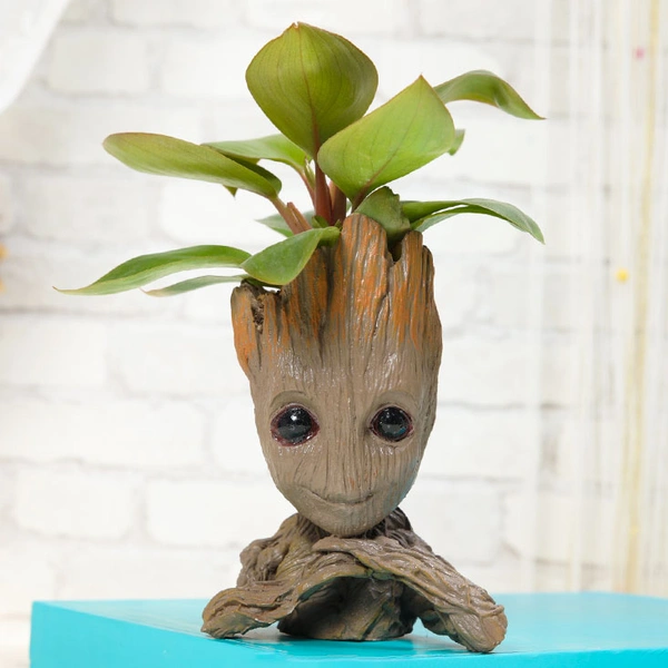 Groot Philodendron Plant