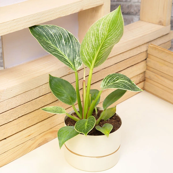 Embrace Beauty Philodendron White Plant