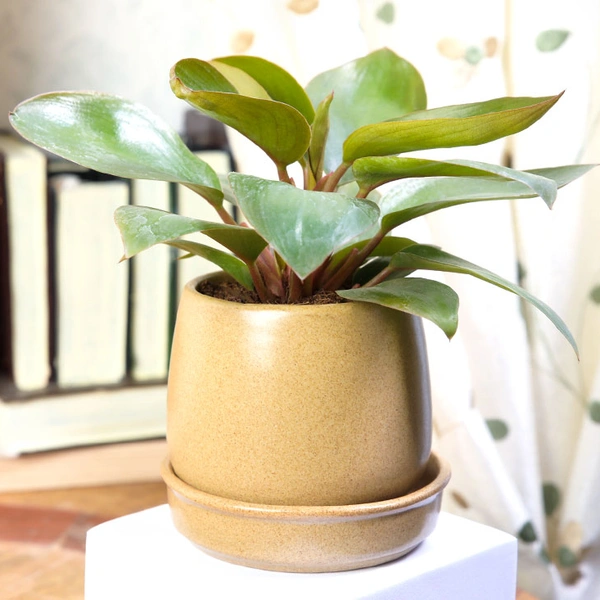 Ceramic Potted Philodendron