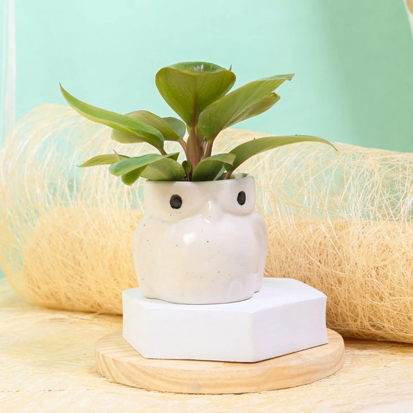 Multipurpose Philodendron Plant