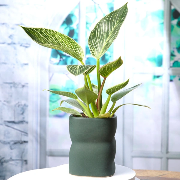 Pretty White Philodendron