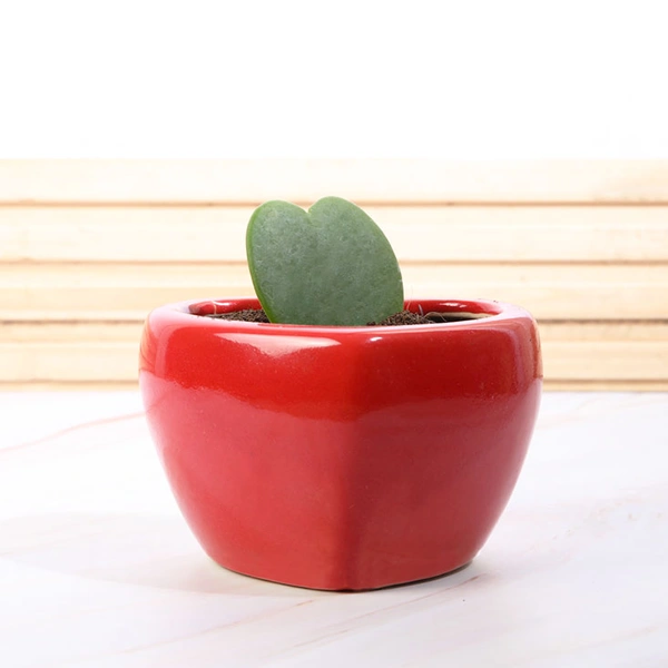 Red Potted Hoya Heart