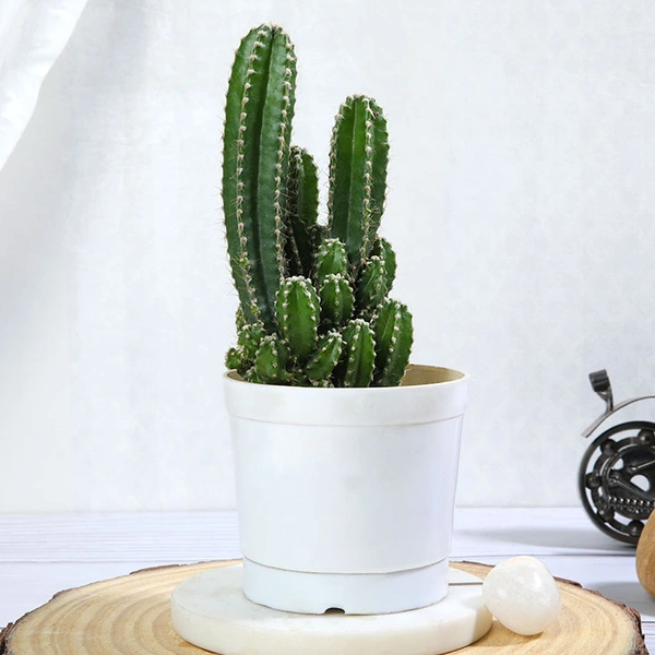 Triangle Cactus Plant