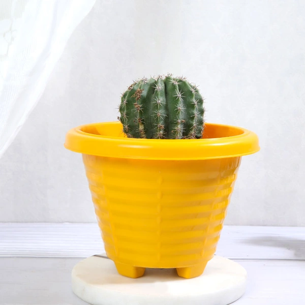 Ball cactus plant in yellow pot
