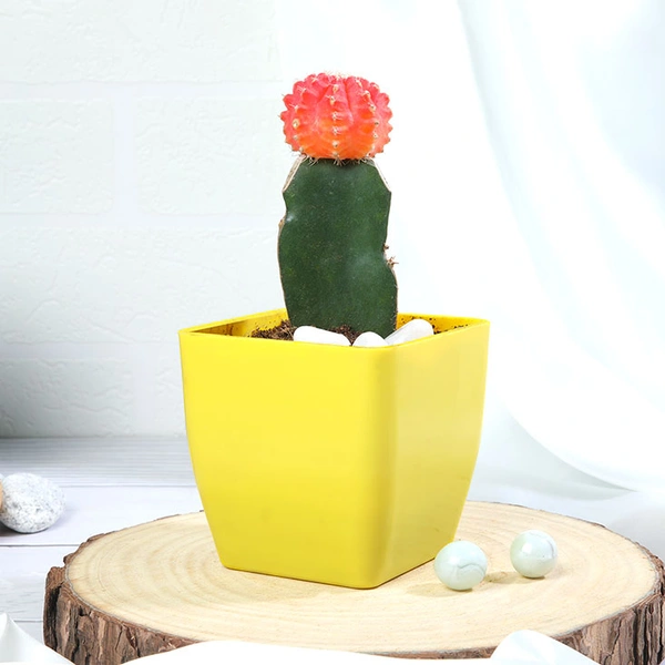 Pink Moon Cactus Plant