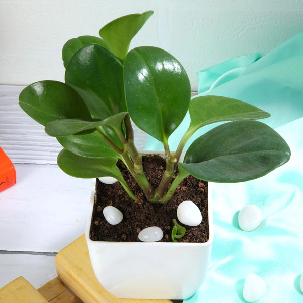 Peperomia green In White Pot