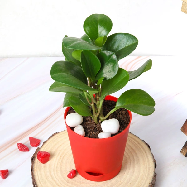 Peperomia Green In Red Self Watering