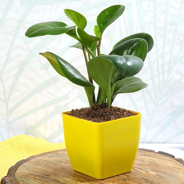 Peperomia Green In Yellow Vase