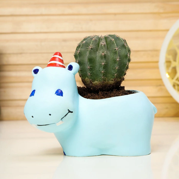 Incredible Ball Cactus In Happy Hippo