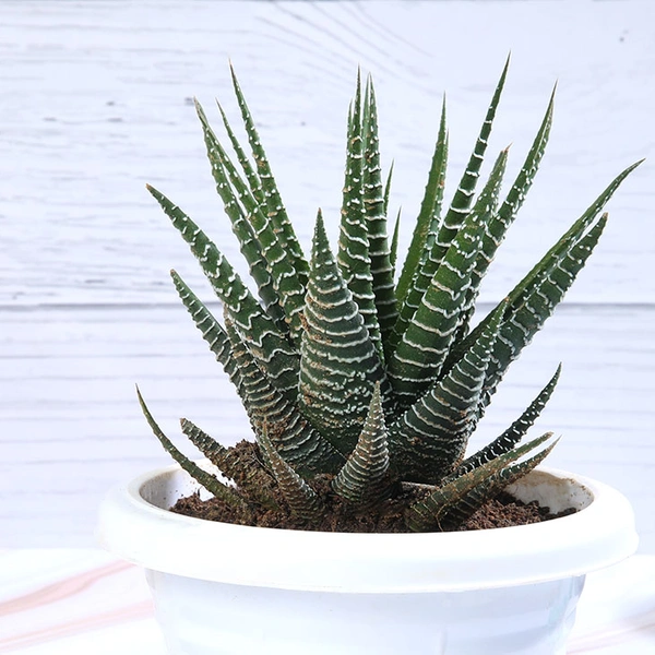 Haworthia Plant in White Pot