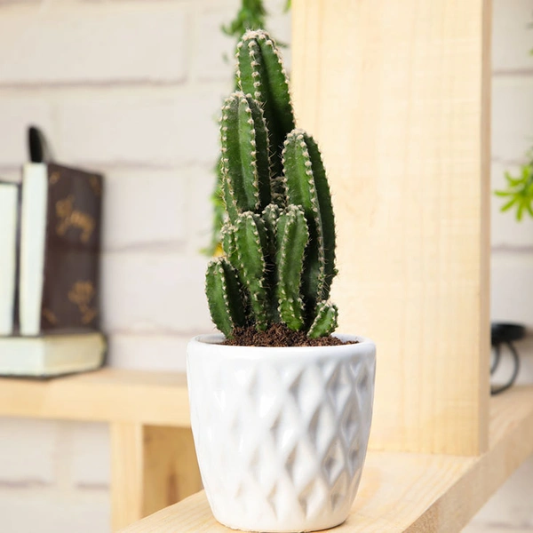 Beautified Elongated Cactus